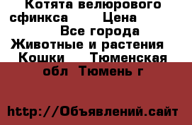 Котята велюрового сфинкса. .. › Цена ­ 15 000 - Все города Животные и растения » Кошки   . Тюменская обл.,Тюмень г.